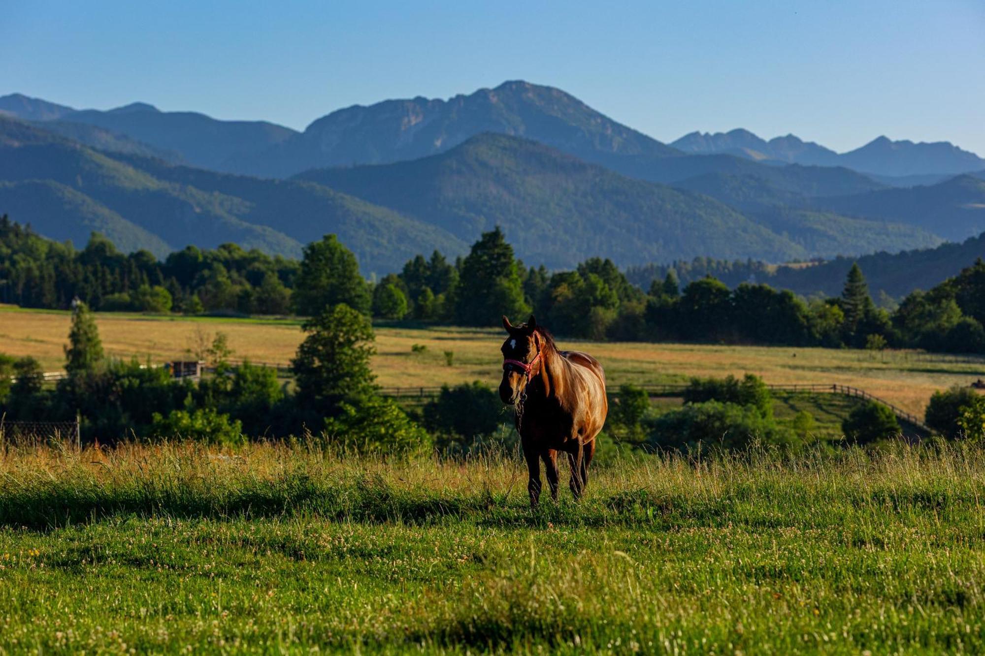 Chaleter Siedlisko U Magdy Z Widokiem Na Tatry