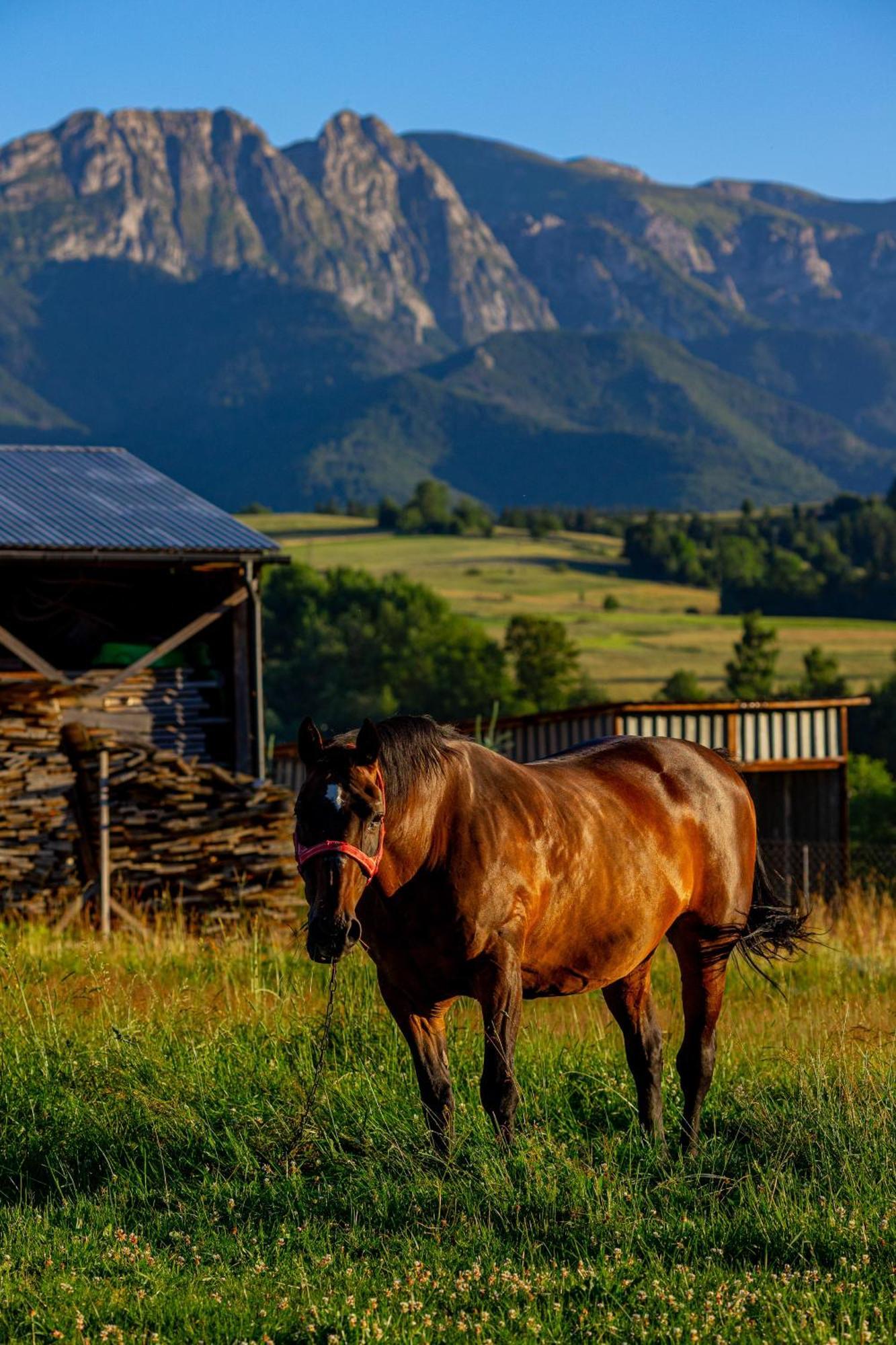 Siedlisko U Magdy Z Widokiem Na Tatry Chaleter Zakopane